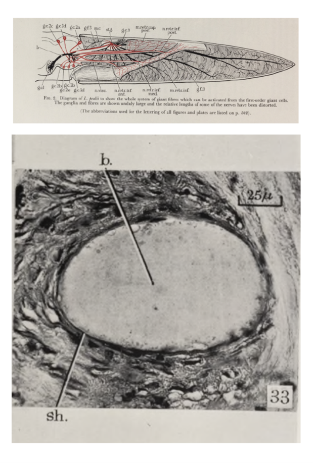 From squid giant axons to recording action potentials inside a nerve fibre. Discover how scientists solved the mystery of nerve transmission with the aid of a deep water marine predator. 
