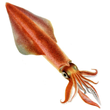 From squid giant axons to recording action potentials inside a nerve fibre. Discover how scientists solved the mystery of nerve transmission with the aid of a deep water marine predator.