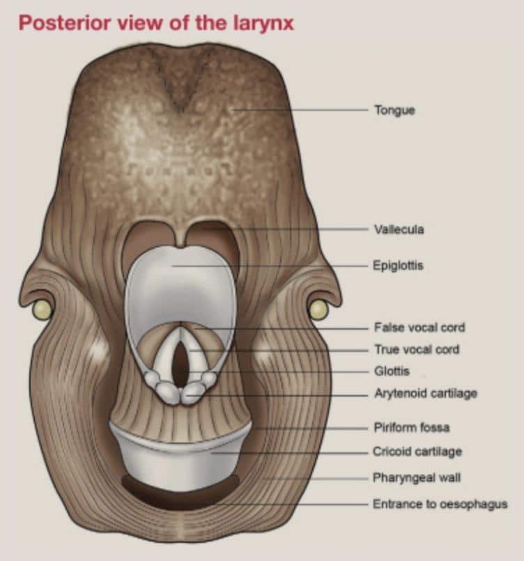 How does it work? Read about the team of nerves, muscles and structures that control a process many of us might take for granted, swallowing. Hadeel Mohmmed, a second-year biomedical science student, take us through the sequence of events from mouth to the oesophagus.