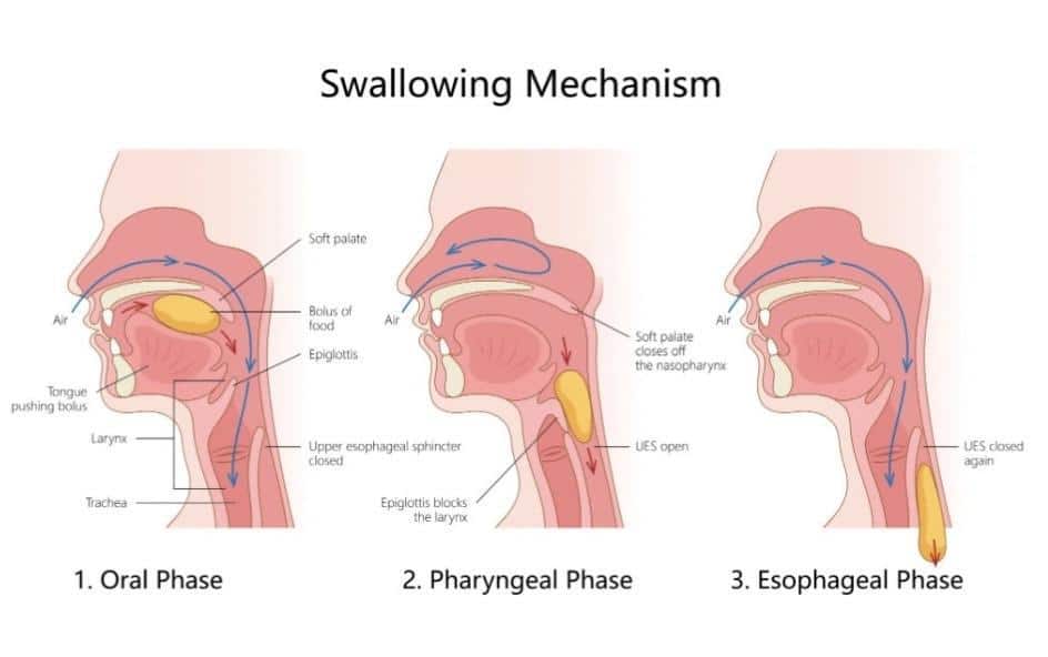 How does it work? Read about the precise and coordinated process of swallowing.