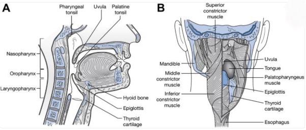 How does it work? Read about the team of nerves, muscles and structures that control a process many of us might take for granted, swallowing. Hadeel Mohmmed, a second-year biomedical science student, take us through the sequence of events from mouth to the oesophagus.