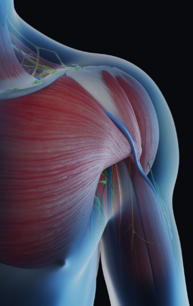 The meeting, 'Recent Advances in Nutritional Physiology: A Muscle-centric Perspective' is taking place on 25 - 26 August 2026 at the University of Exeter, UK. Register now to join us.