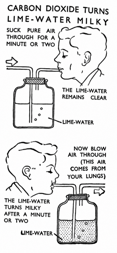 Winifred Cullis explains the principles of human physiology in a clear and accessible way, along with illustrations in her book ‘Your Body and the Way it Works’ (First published in 1949).