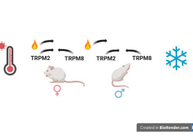 Why do females prefer warmer temperatures than males? Study in mice points to two temperature sensors.